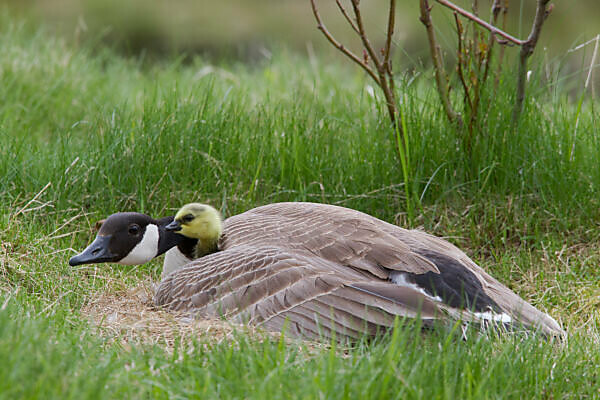 Canada goose clearance branta canadensis amazon